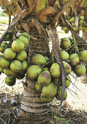 como plantar coco anão rápido