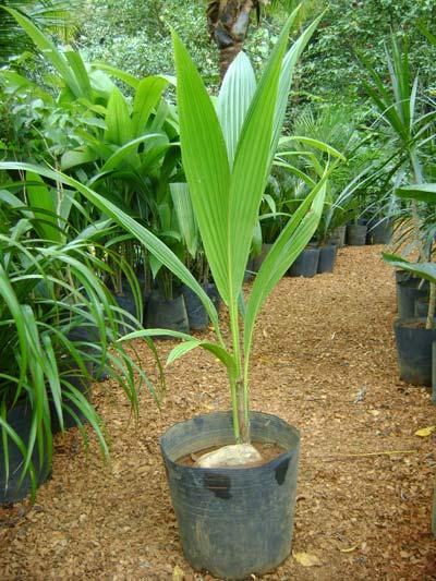 5 Dicas para Acelerar a Produção do Coco Anão