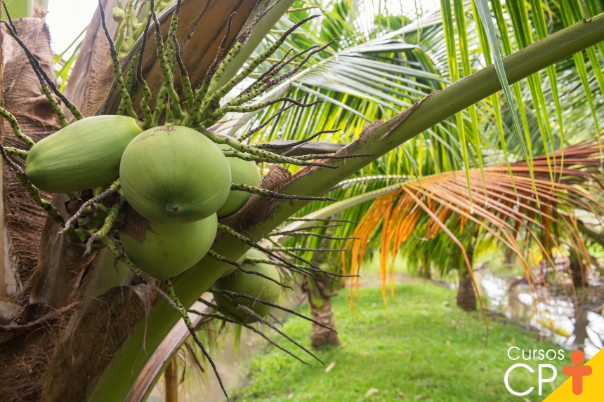 Guia Completo de Adubação para Coqueiros