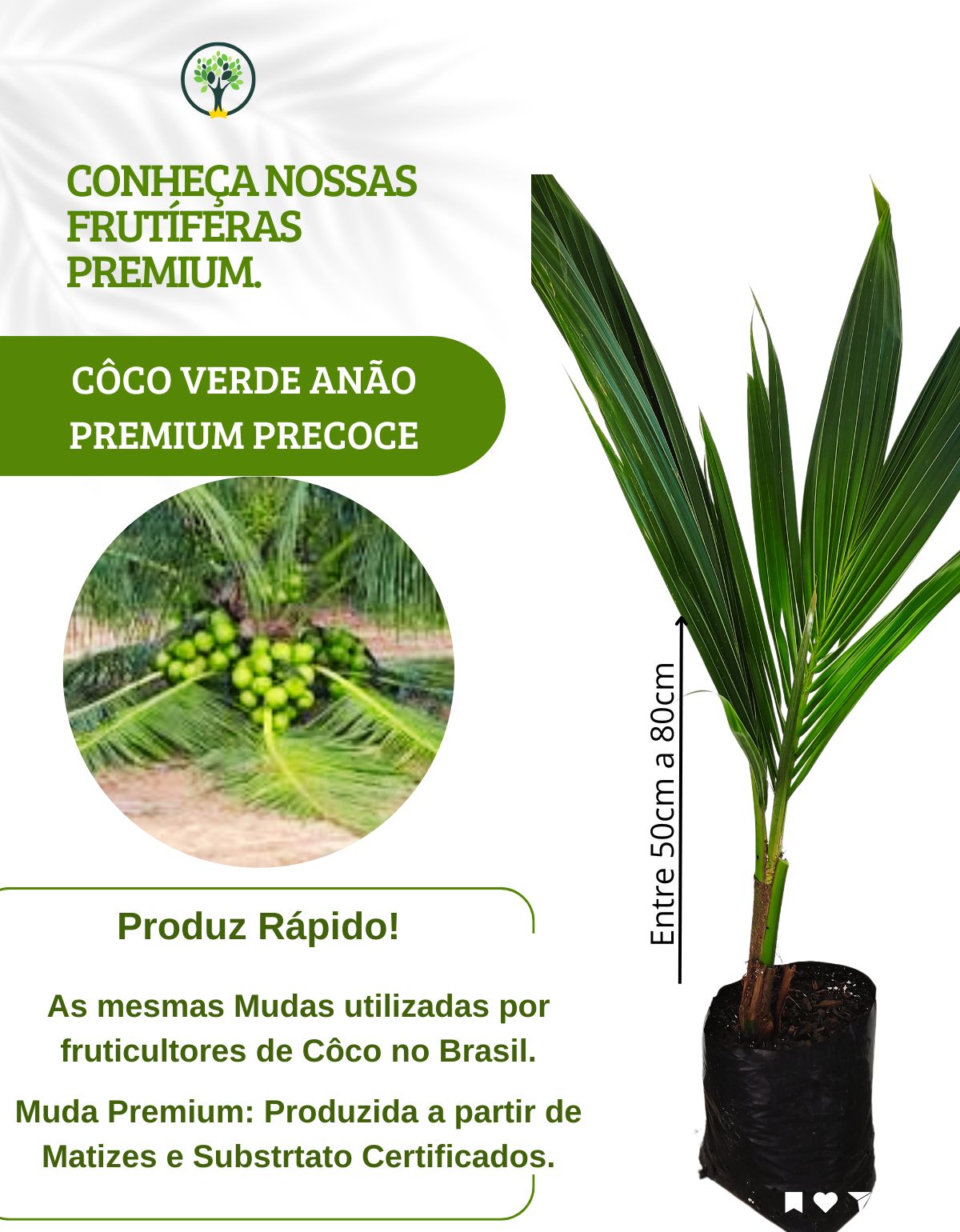 Como Escolher a Muda Perfeita de Coco Anão