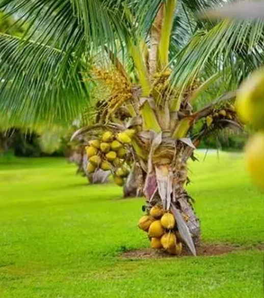 como plantar coco da bahia