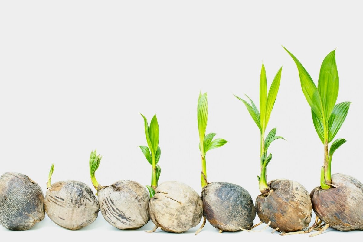 4. Irrigação Eficaz: Quantidade e Frequência Ideais para Mudas de Coqueiro