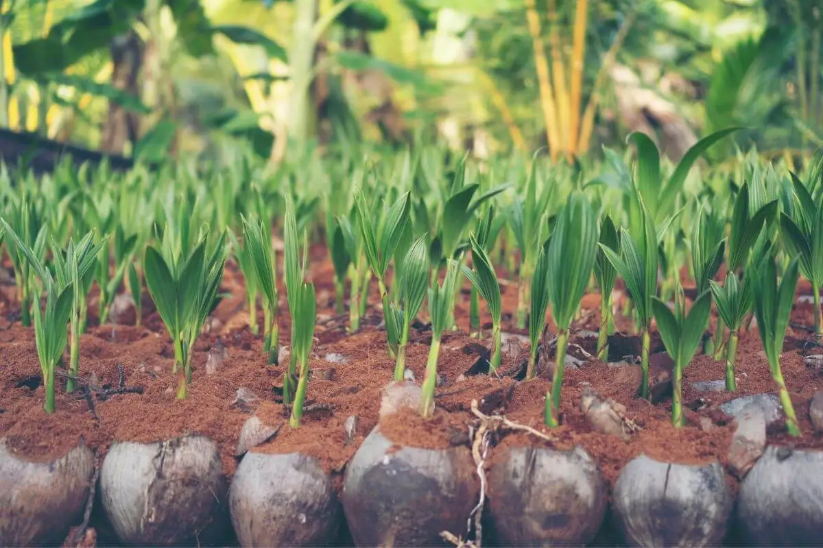 1. Os 5 Mitos Mais Comuns Sobre o Uso de Sal no Plantio de Coqueiros