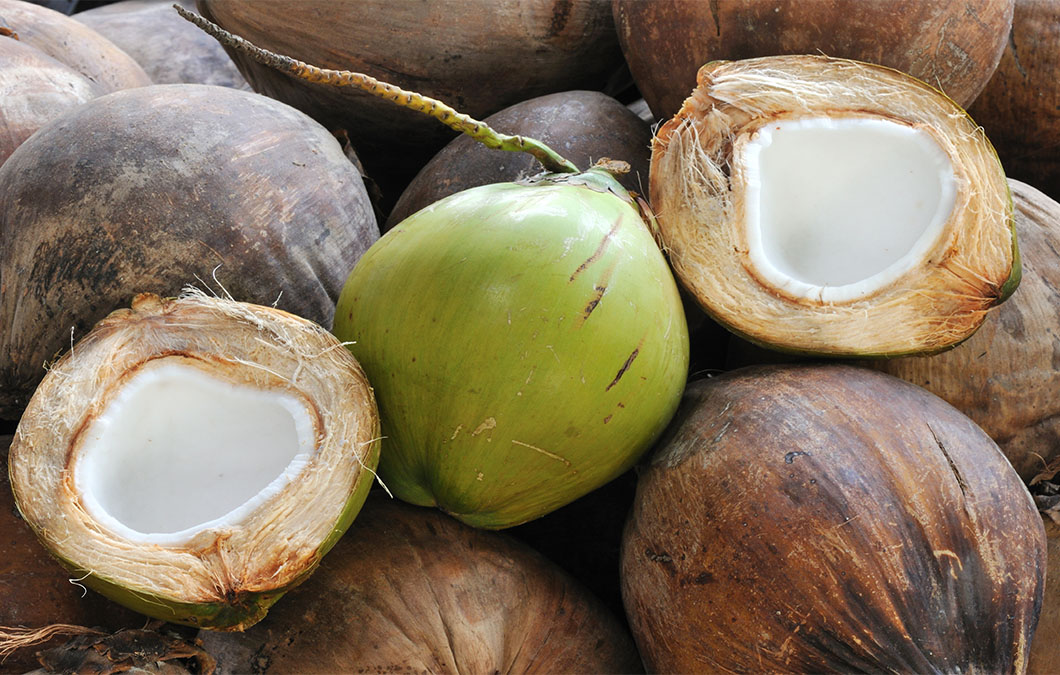 2. Guia Completo: Como Escolher o Local Perfeito para Plantar seu Coqueiro