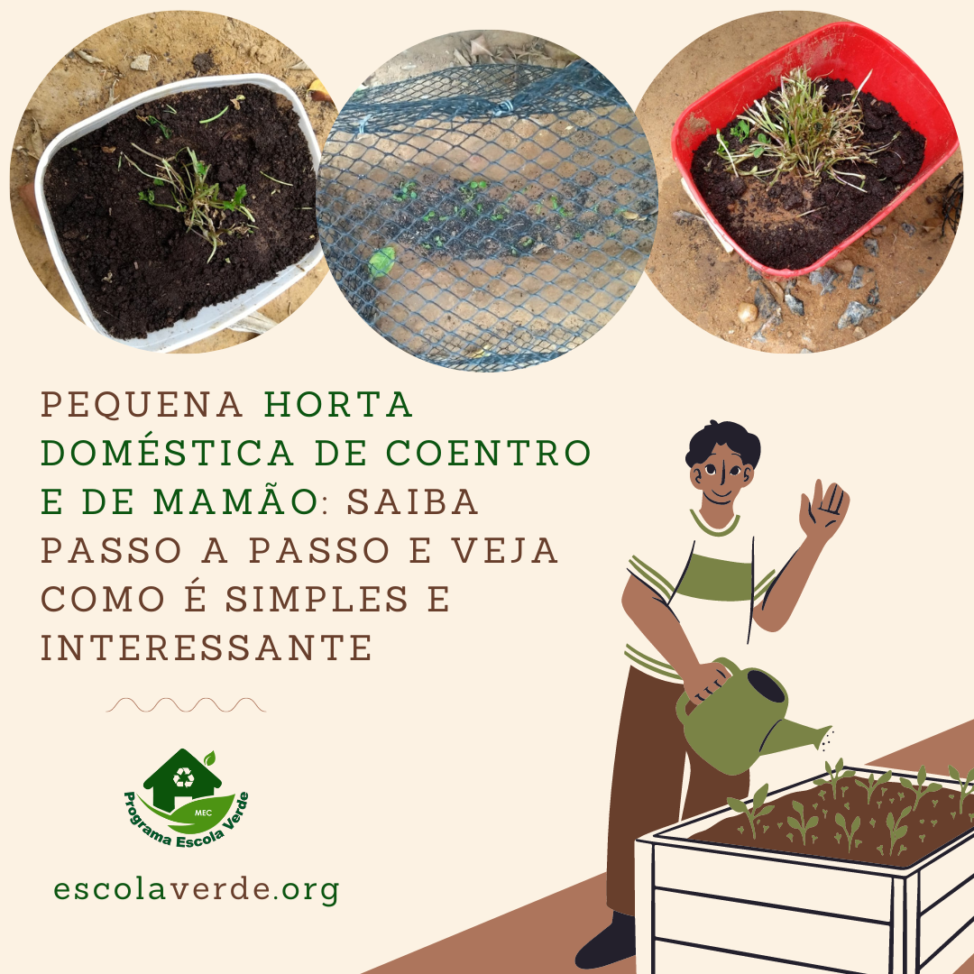 Guia Completo: Da Semente à Colheita do Coentro em Casa