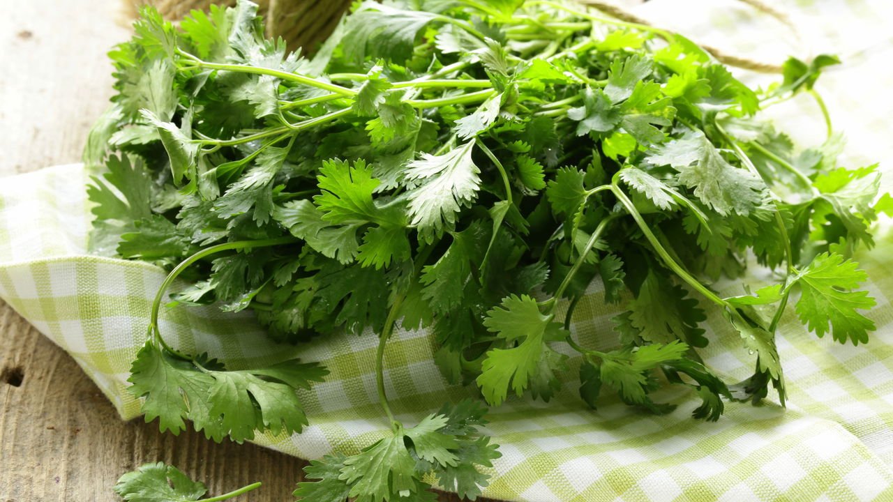 Receitas Deliciosas com Coentro Fresco Cultivado por Você