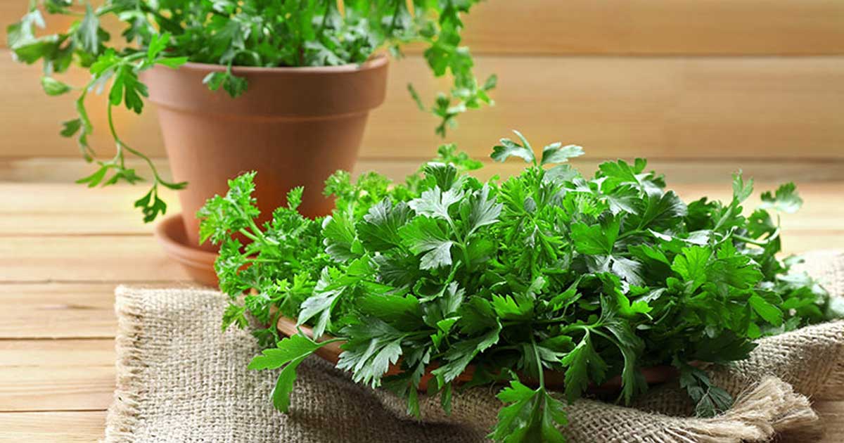 como plantar coentro em casa