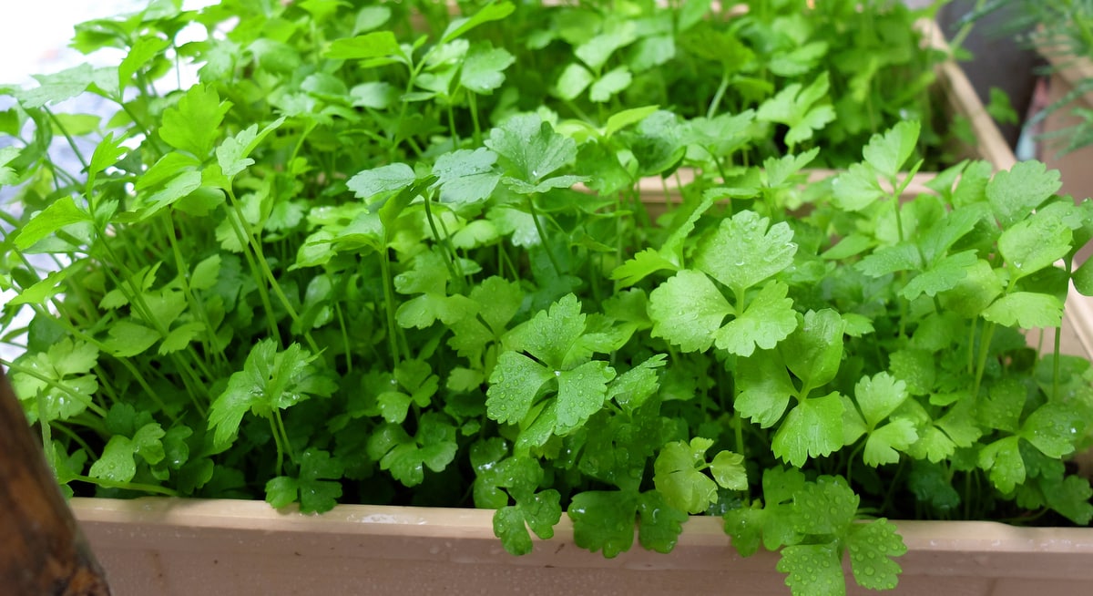 5 Dicas Essenciais para Plantar Coentro na Varanda