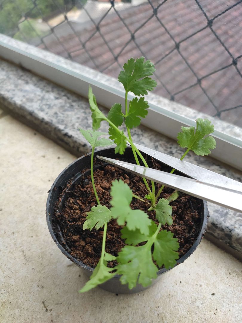 Como Resolver Problemas Comuns no Cultivo de Coentro