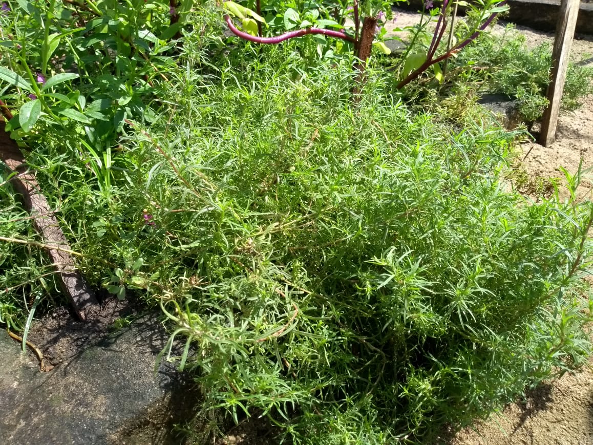 melhores épocas para plantar cominho em casa