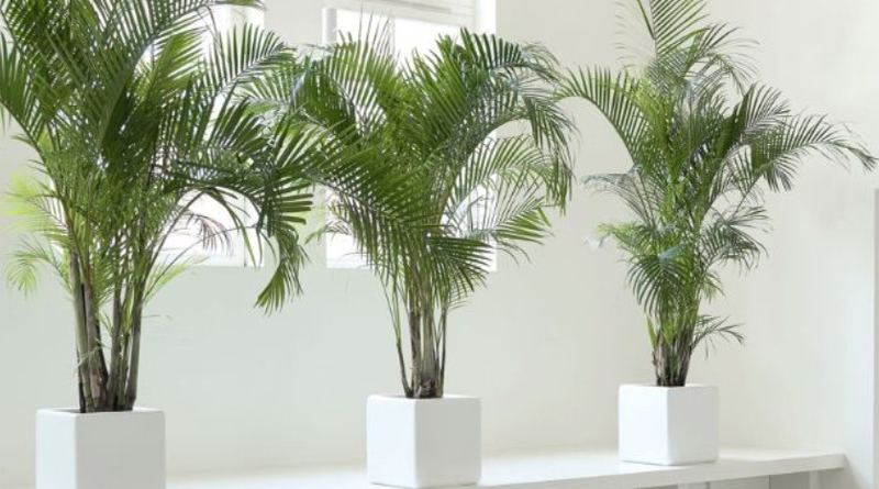 Irrigação Eficiente para Coqueiros em Climas Secos