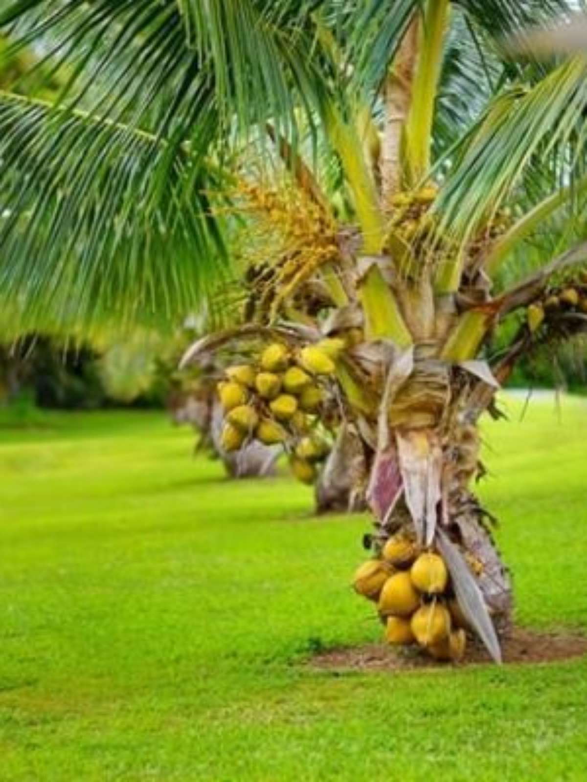 como plantar coqueiro