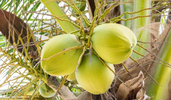 Como Resolver Problemas Comuns no Cultivo de Coqueiros