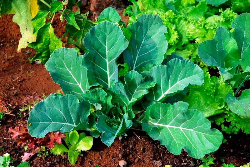 como plantar couve manteiga