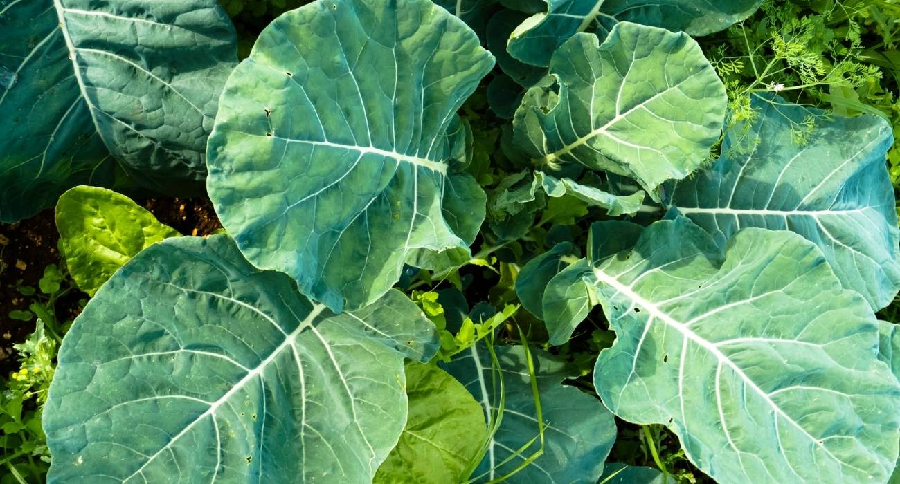 como plantar couve manteiga