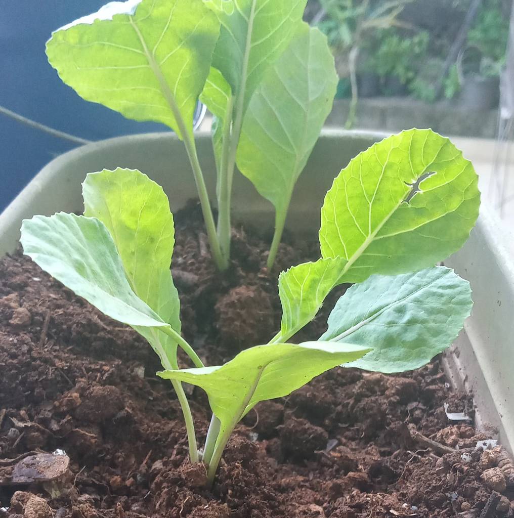 como plantar couve manteiga