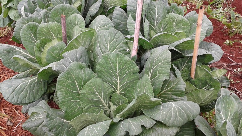 como plantar couve manteiga