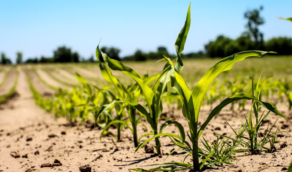 como plantar em solo arenoso