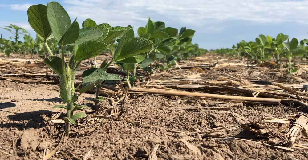Técnicas de Mulching para Conservar a Umidade do Solo