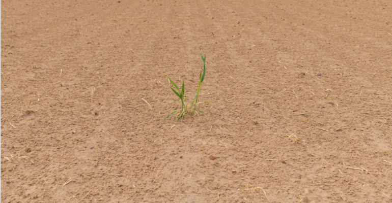 Como Escolher as Plantas Certas para Seu Solo Arenoso