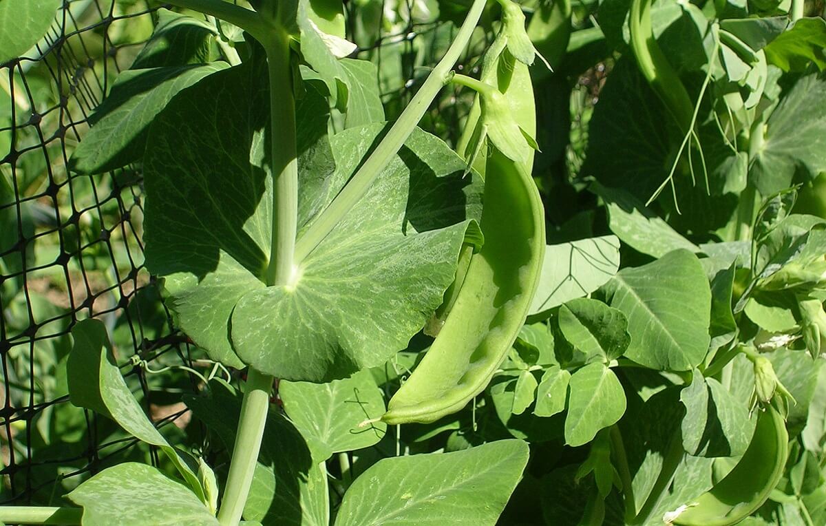 Como Combater Pragas Comuns no Cultivo de Ervilha