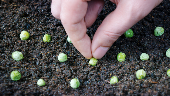 Ervilha Torta vs. Ervilha de Grão: Qual Escolher?