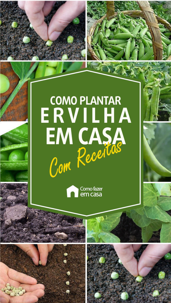 A Importância do Tutoramento no Desenvolvimento da Planta de Ervilha