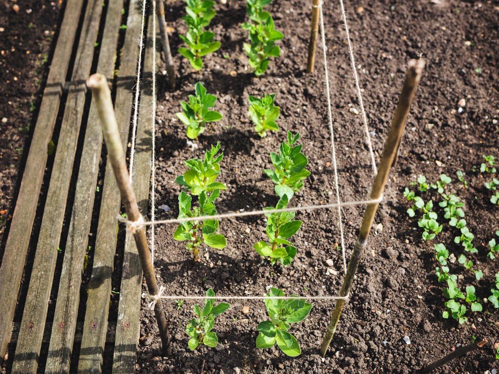como plantar ervilha