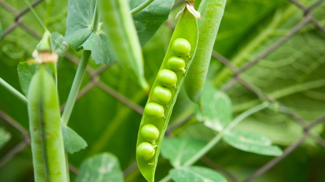 5 Dicas Essenciais para o Plantio de Ervilha em Vaso