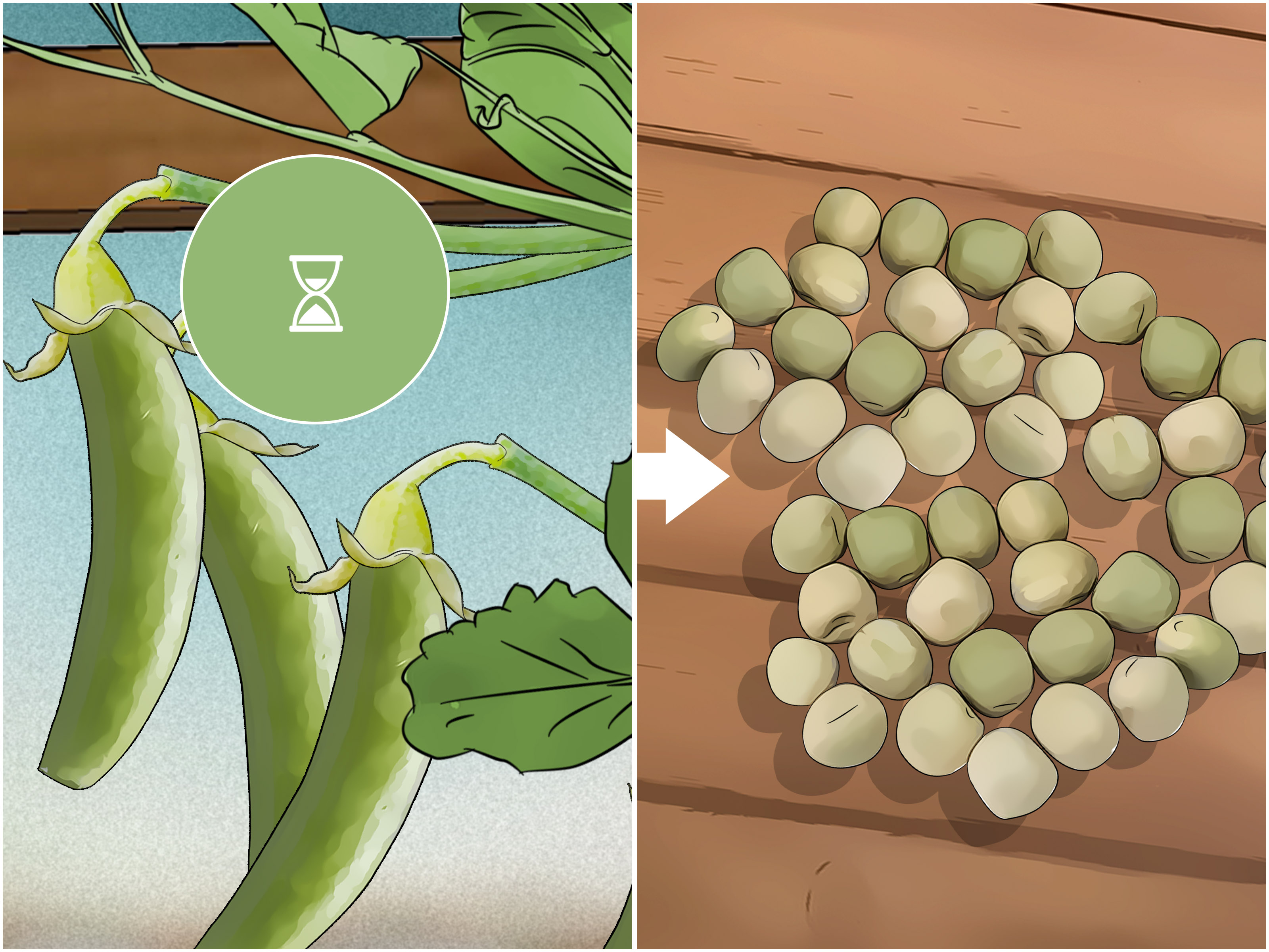 Como Combater Pragas Comuns no Cultivo de Ervilha