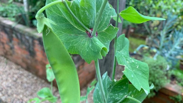 Ervilha Torta vs. Ervilha de Grão: Qual Escolher?