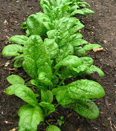 como plantar espinafre verdadeiro