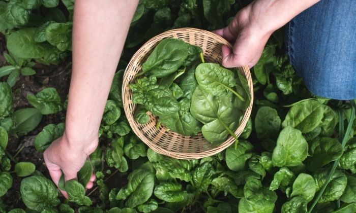 5 Dicas para um Espinafre Mais Produtivo em Vasos