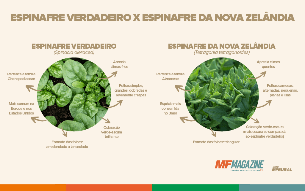 Como Identificar e Tratar Pragas Comuns no Espinafre