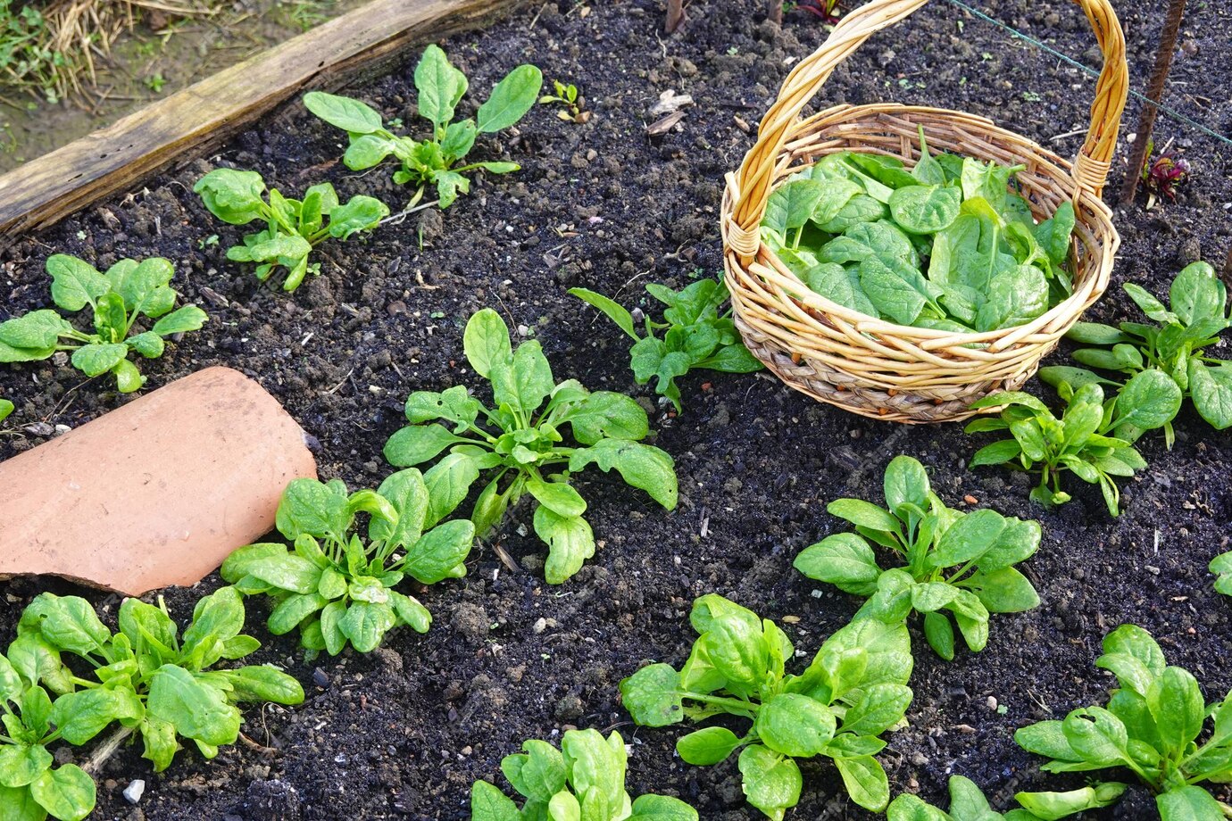 Espinafre: Benefícios Nutricionais e Como Aproveitar ao Máximo
