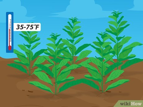 como plantar espinafre verdadeiro