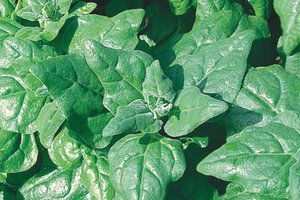 5 Dicas para um Espinafre Mais Produtivo em Vasos