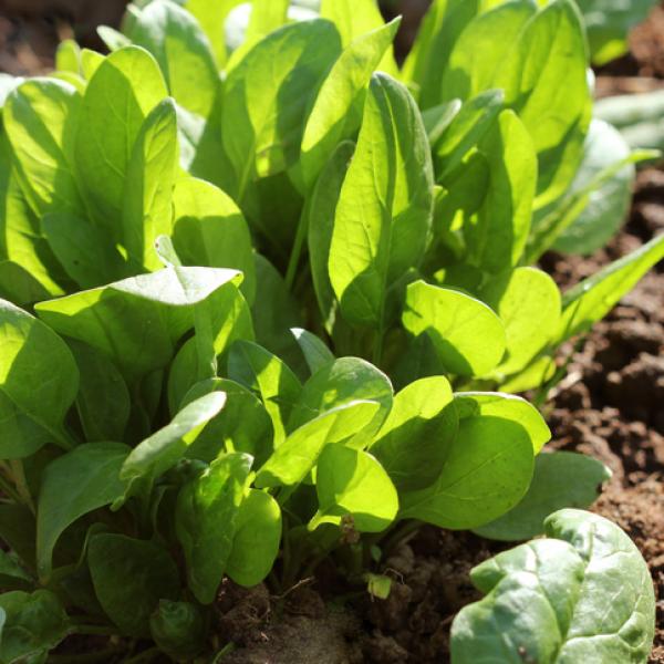 Receitas Saudáveis com Espinafre Fresco da Horta