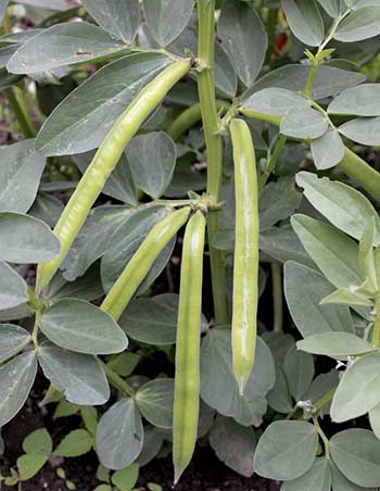 Como plantar fava em vasos: Guia passo a passo