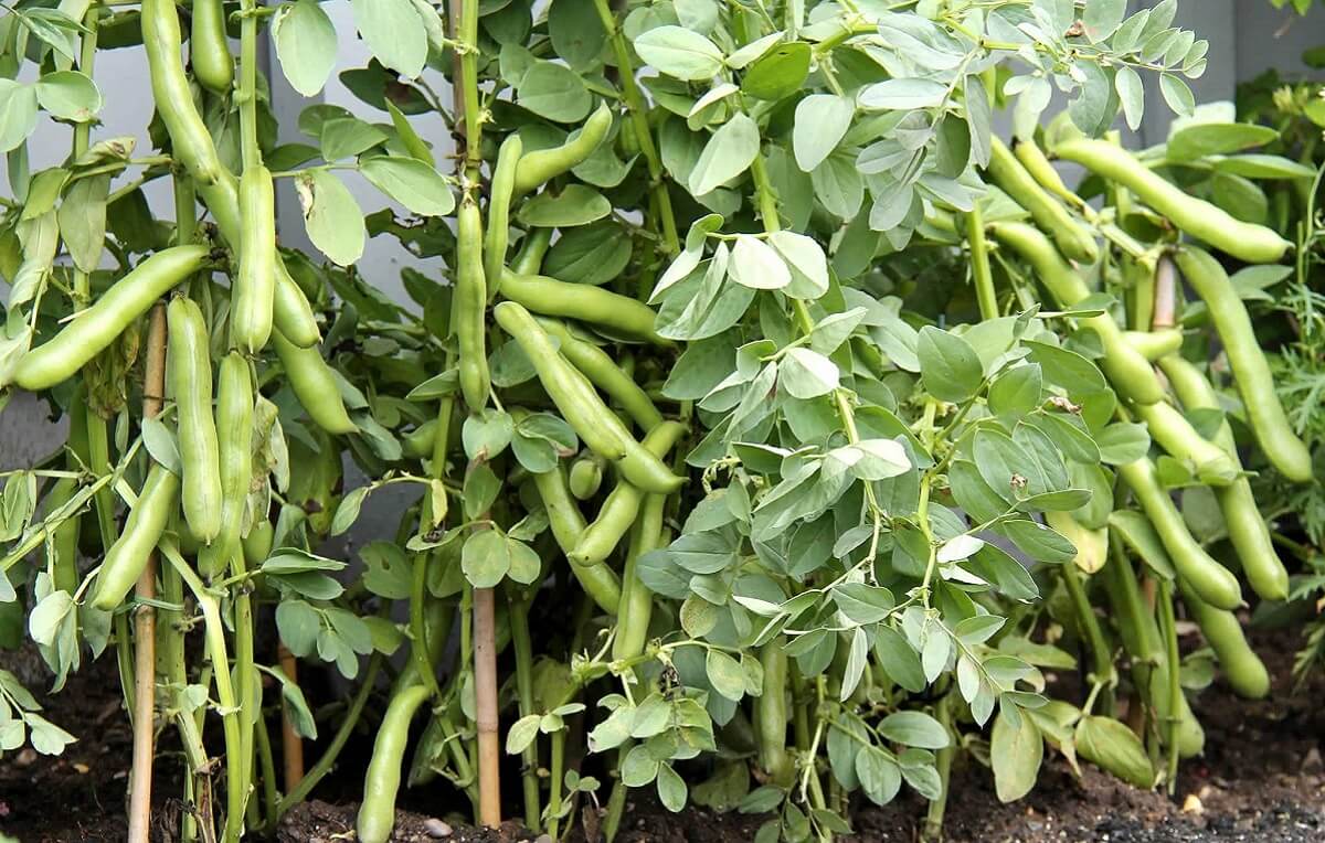 Receitas deliciosas com fava fresca