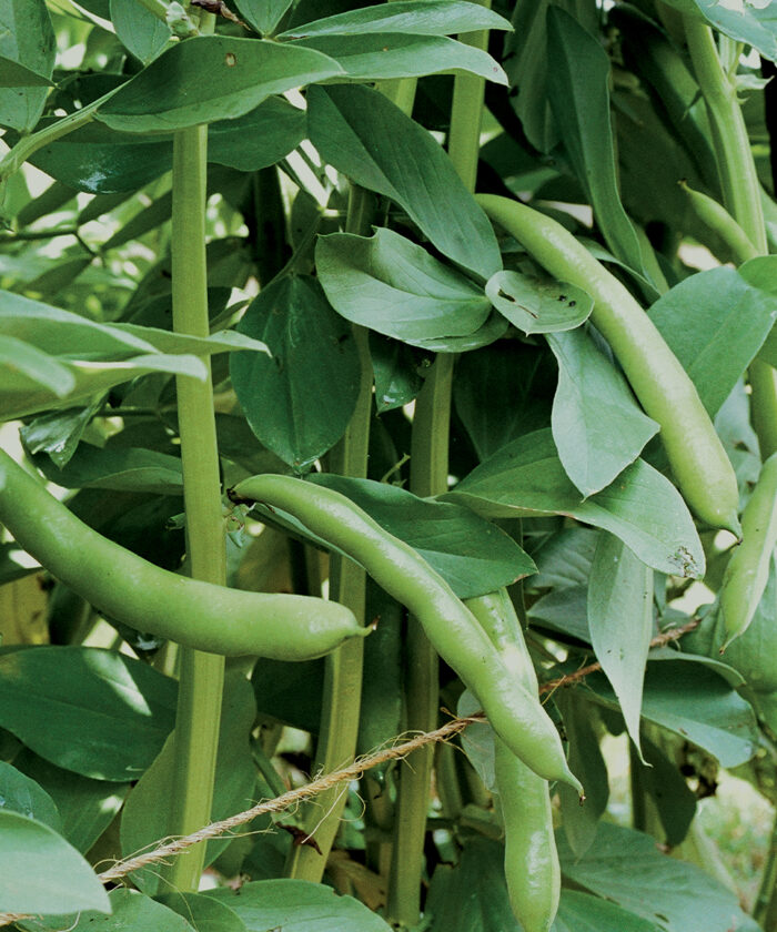 Controle de pragas e doenças na cultura da fava