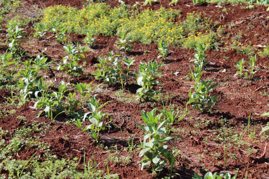 Como plantar fava em vasos: Guia passo a passo