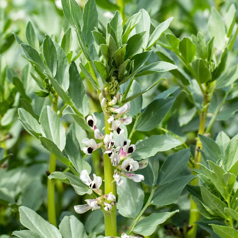 Controle de pragas e doenças na cultura da fava