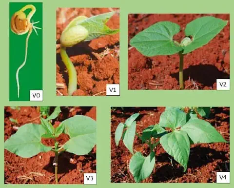 melhores tipos de feijão para plantar em casa