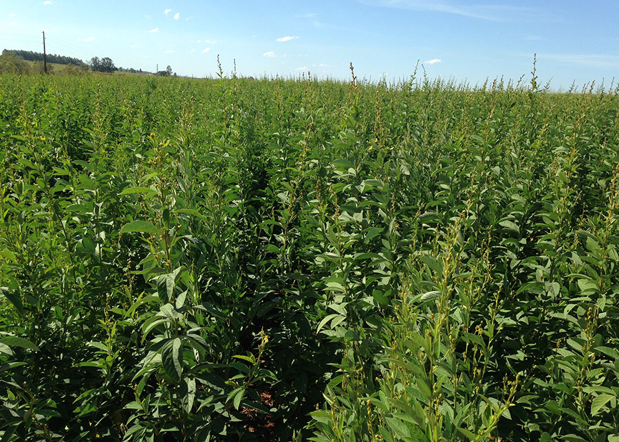 como plantar feijão guandu