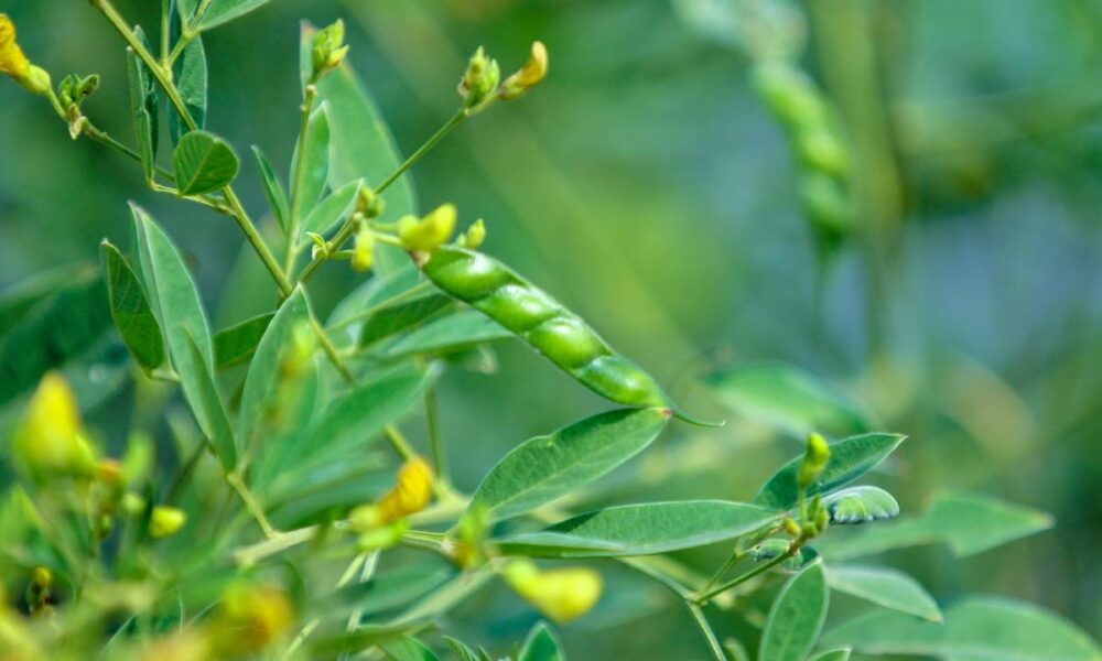 5 benefícios do feijão guandu para a saúde