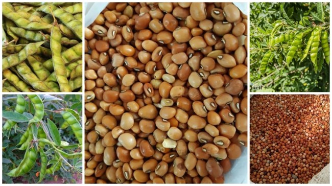 Como usar o feijão guandu na culinária