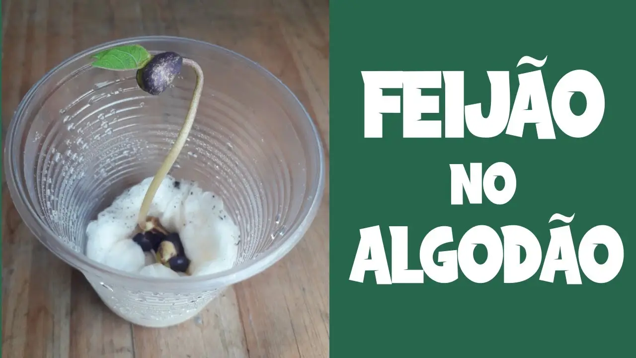 como plantar feijão no algodão