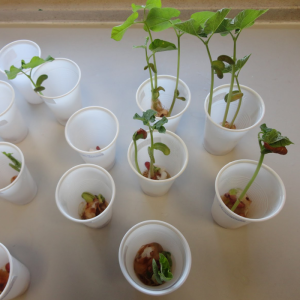 10 Dicas para o Sucesso do seu Feijão no Algodão