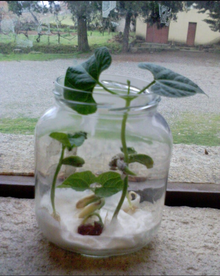 A Ciência por Trás da Germinação: Feijão no Algodão Explicado